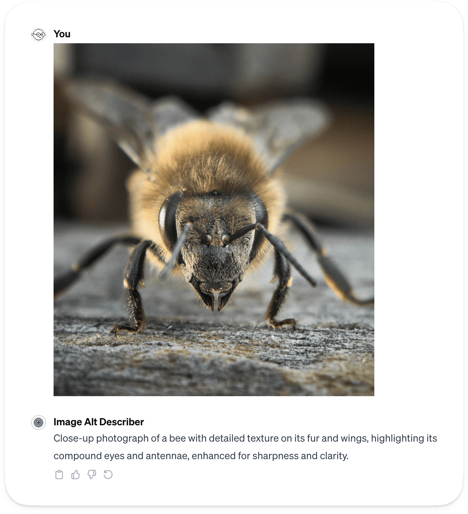 A screenshot of a ChatGPT dialog with a close-up photograph of a bee, with a caption by 'Image Alt Describer' detailing the image's visual content.